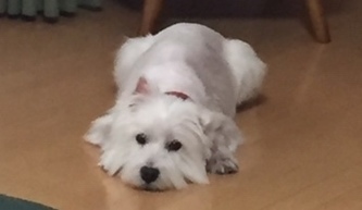 IMG_8706_コピー_コピー