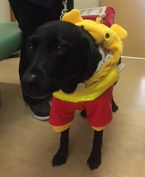 盲導犬_コピー_コピー