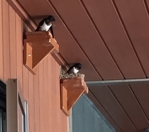 つばめ_コピー_コピー