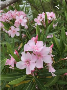 夏に咲く花 キョウチクトウ 夏に咲く花 キョウチクトウ