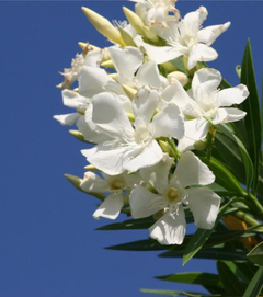 Screenshot_20200812-171205_コピー_コピー