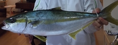 hiramasa_コピー_コピー