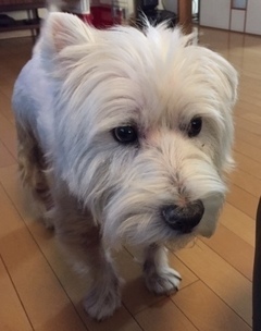 toto_コピー_コピー