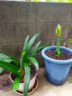 IMG20210505092437_コピー