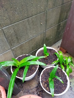 IMG20210505092452_コピー