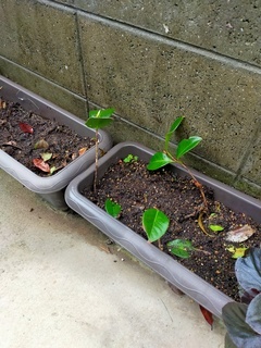 IMG20210505092504_コピー