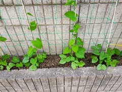 IMG20210705172717_コピー