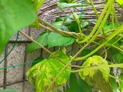 IMG20210803081407_コピー