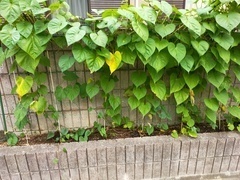 IMG20210803081400_コピー_コピー