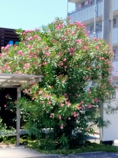 IMG20210806123826_コピー