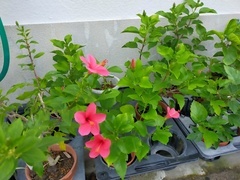 IMG20210925102034_コピー