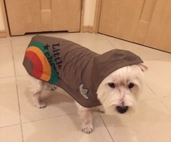 Toto_コピー_コピー