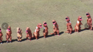 ティラノサウルス_コピー_コピー