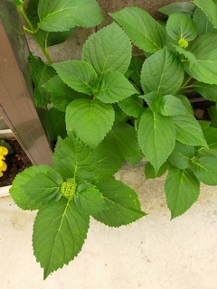 IMG20220506165614_コピー