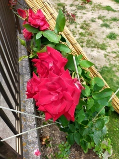 IMG20220610123123_コピー