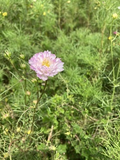 コスモス_コピー