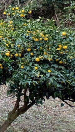 ゆず画像_コピー